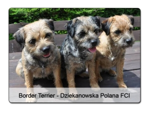 Border Terrier - Dziekanowska Polana FCI - wzór.jpg
