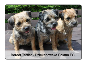 Border Terrier.png